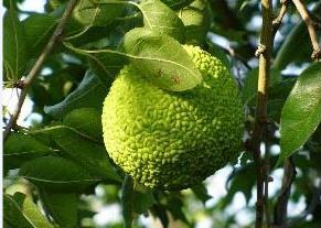osange orange2