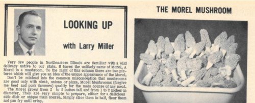 The Morel Mushroom