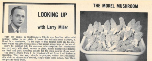 The Morel Mushroom