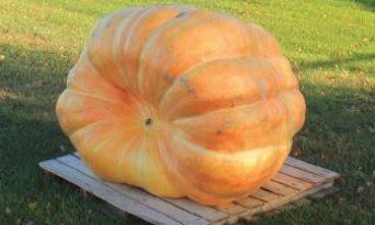 giant pumpkin