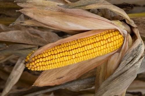 family food byte corn