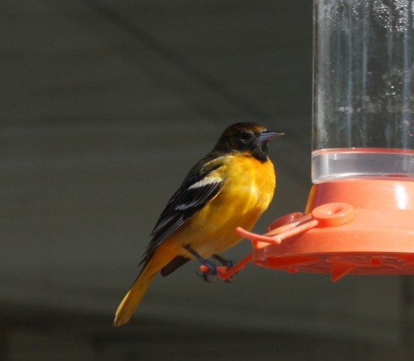 bird 