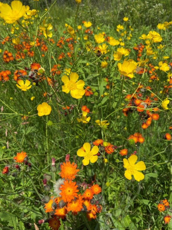 wildflower