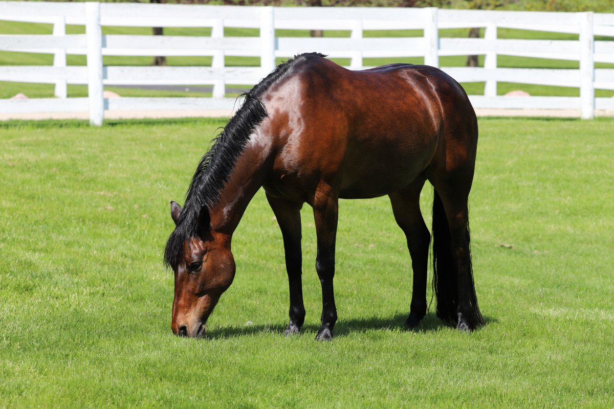 Horse 01
