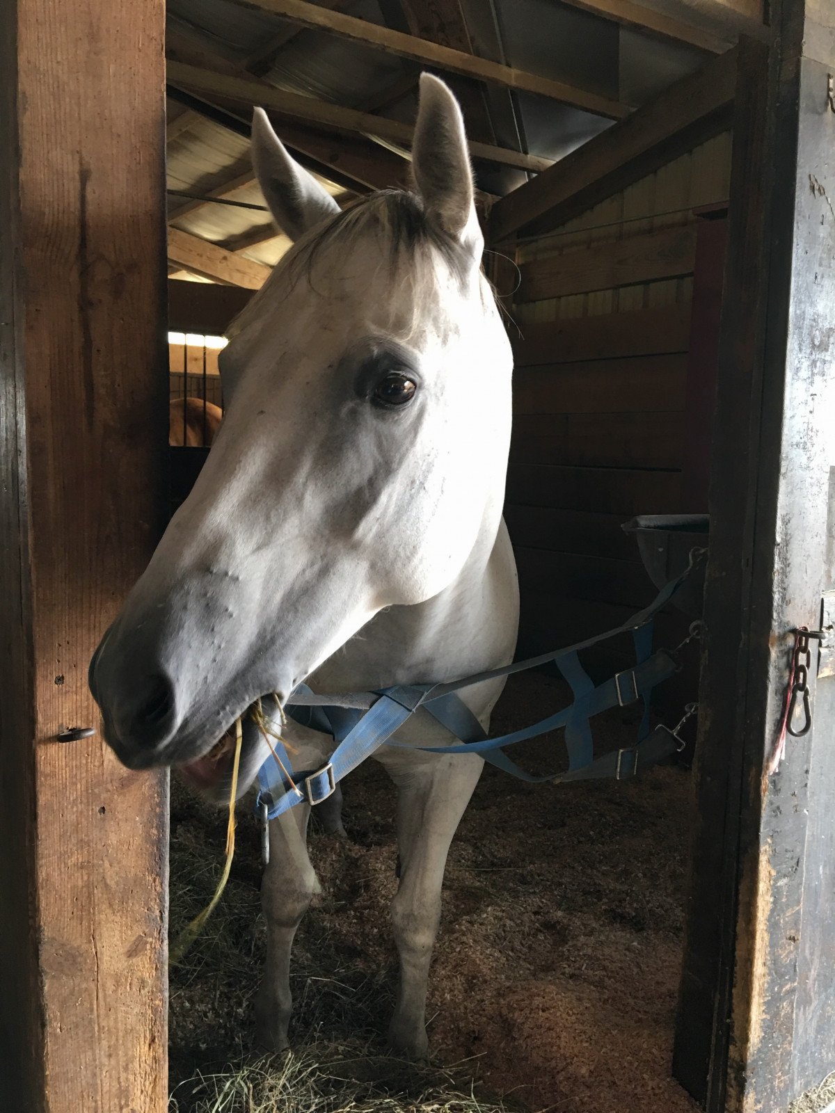 Horse 02
