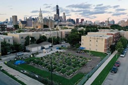 community garden 1