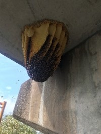 Bee hive