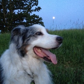 Pete soltesz dog