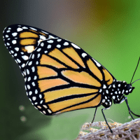 Monarch Butterfly