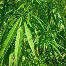 Hemp