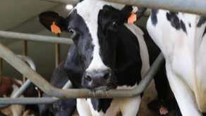 Cow.png