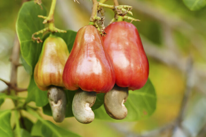 cashew plant 1