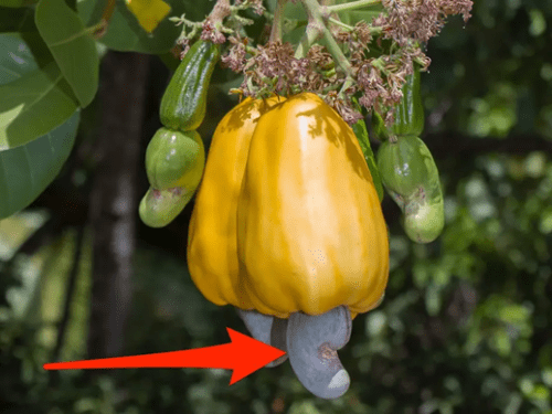 cashew plant 2
