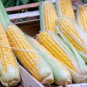Corn