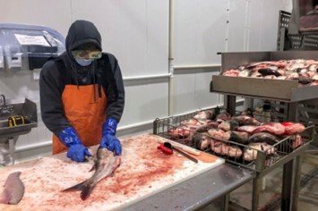 Fish butcher