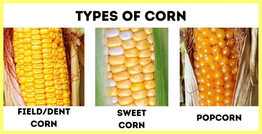 Types of Corn
