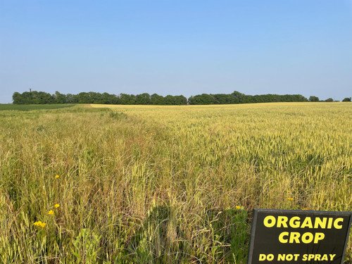 Pivotal Role of Pollinators Yunker Farm Field