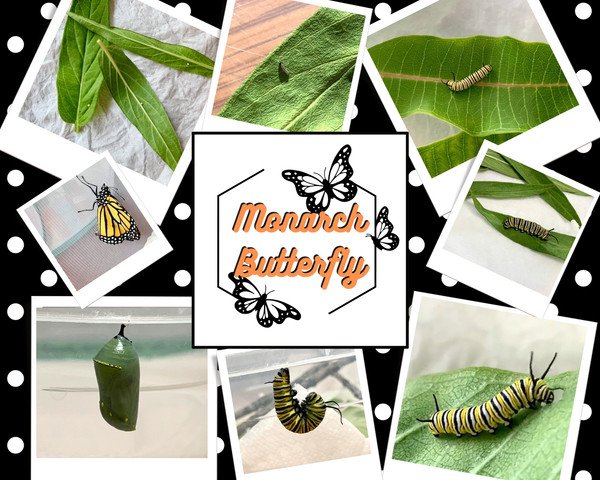 Monarch Butterfly Graphic