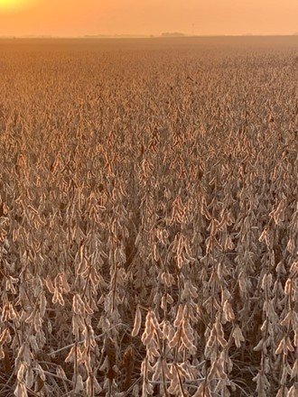Soybean field by Katrina