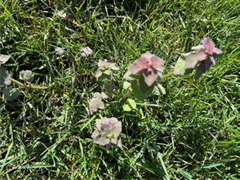 Purple Dead Nettle