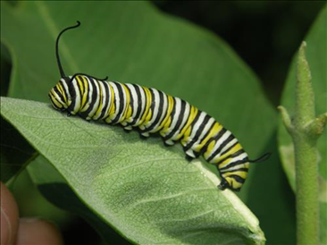 MonarchButterfly