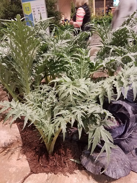 Cardoon