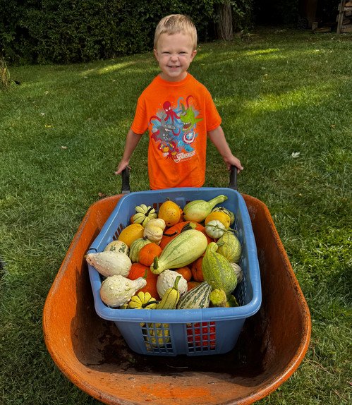 Grandson harvesting his pumpkins and gourds that he grew this summer_Karen Krooswyk