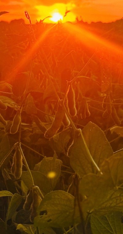 Beans_Jessica McCabe_crop_461_874