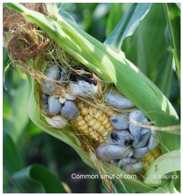 Corn Smut