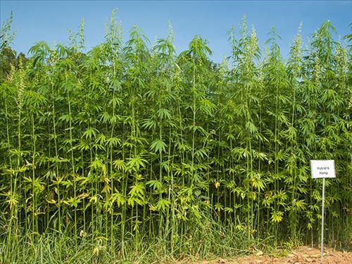 Industrial Hemp