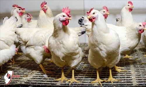 chickens