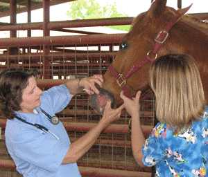 Veterinarian