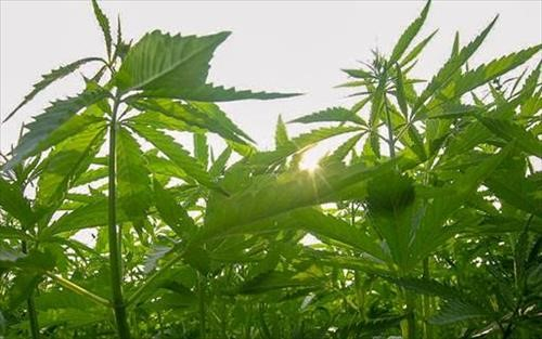 hemp photo
