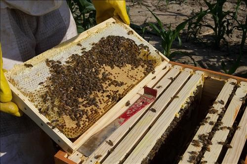 Bee tray