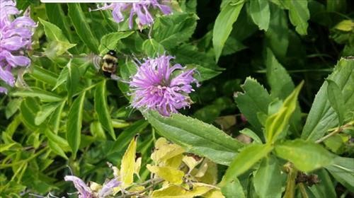 Bee and flower
